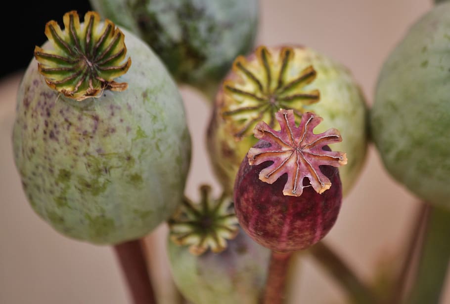 close up photo of poppy seed plants, poppy capsules, macro, mohngewaechs, HD wallpaper