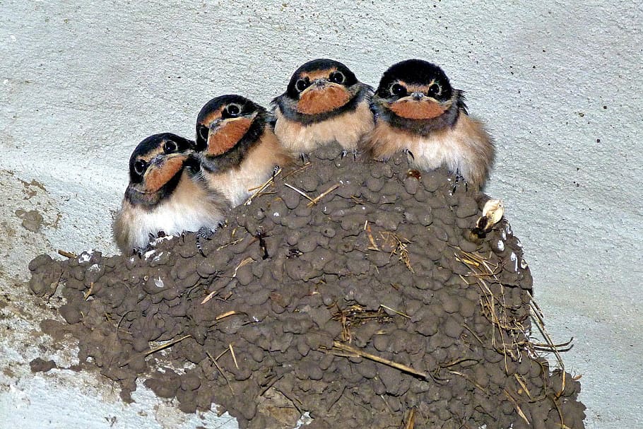 person taking a photo of  four assorted birds, swallows, swallow's nest, HD wallpaper