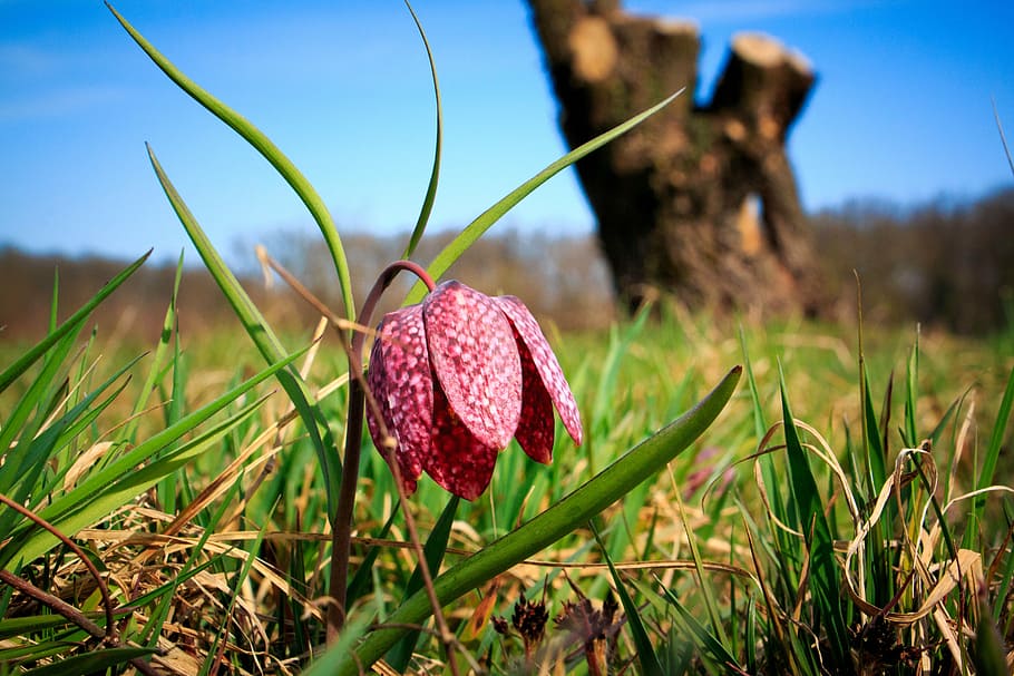 bloom, blossom, flora, flower, grass, macro, nature, outdoors HD wallpaper