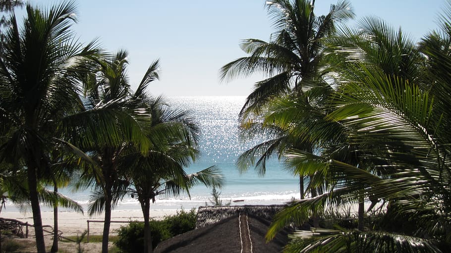horizon, coconut trees, mar, ocean, blue, sky, landscape, beach HD wallpaper