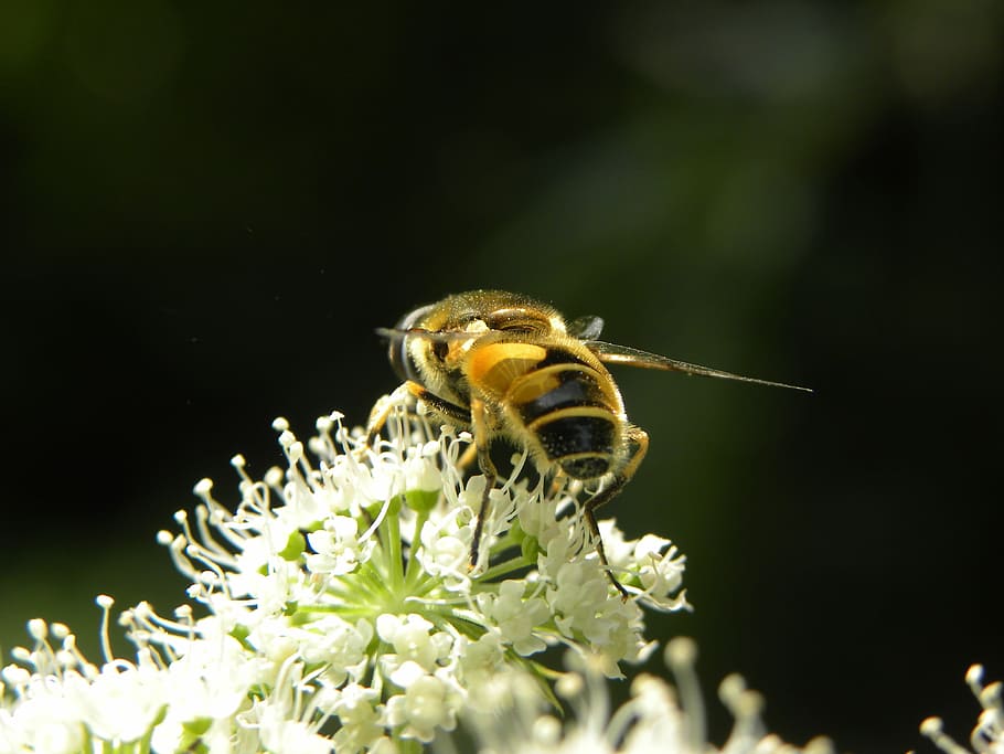 Bee, Nature, Bug, Close Up, Honey, bees, flowers, insects, macro HD wallpaper
