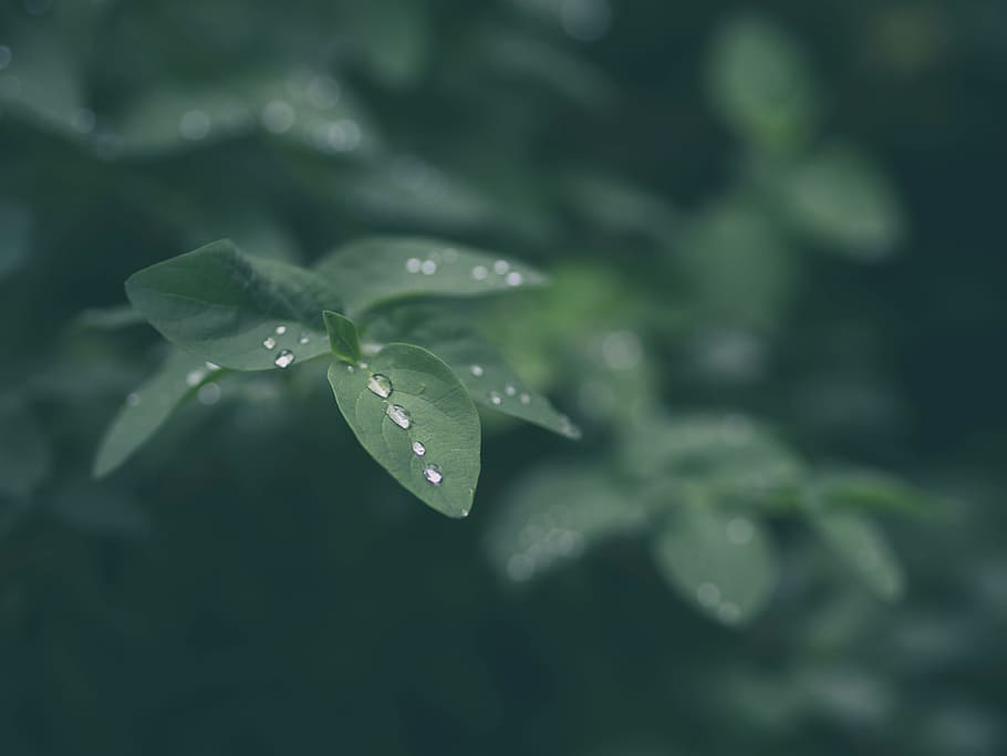 closeup photography of green leaf plant, selective focus photography of leafed plant HD wallpaper