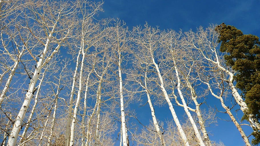 birch, trees, woods, perennials, white, woody, bark, stems HD wallpaper