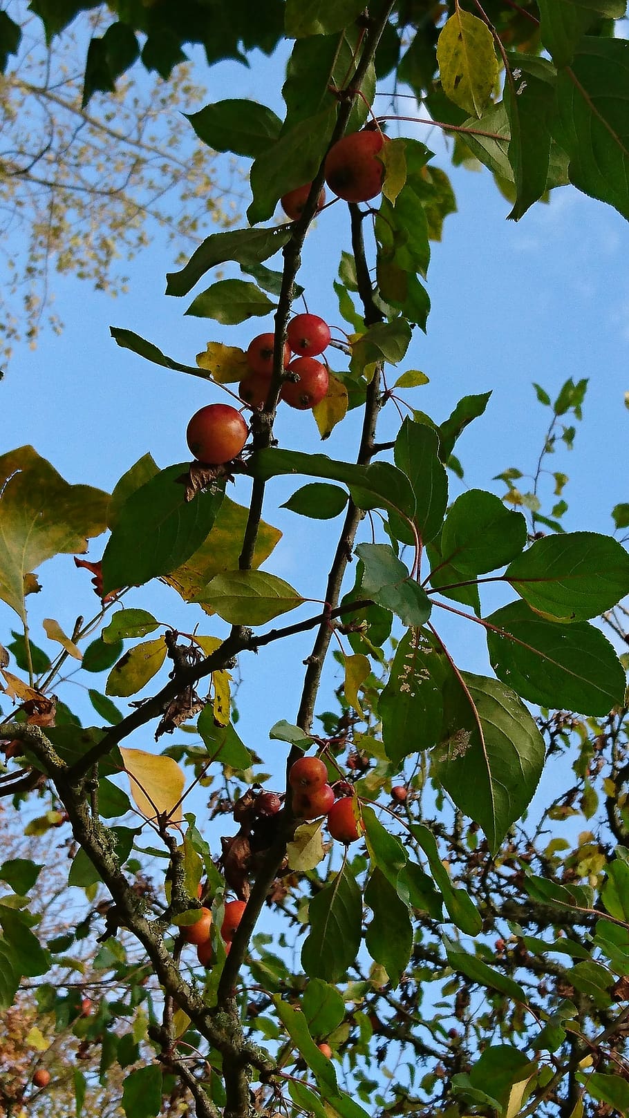 decorative, malas, tree, leaf, plant part, growth, fruit, low angle view HD wallpaper