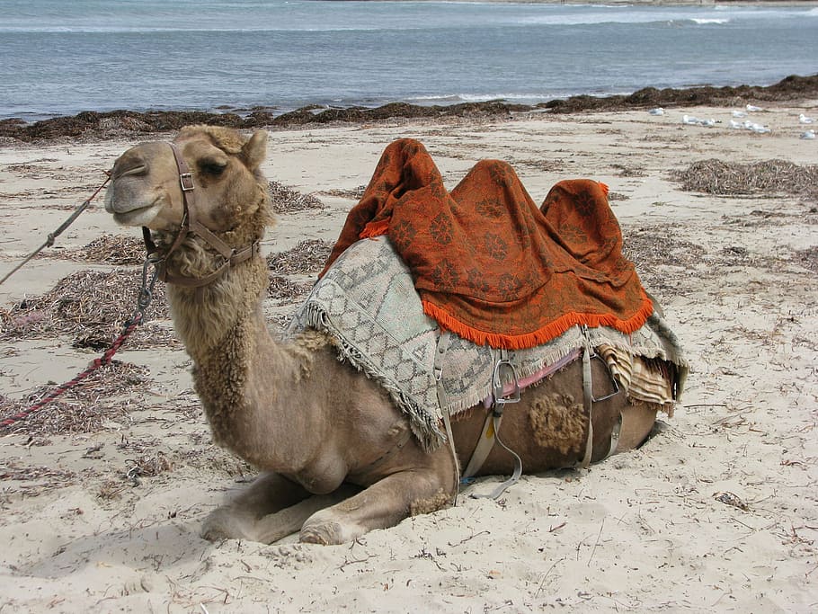 camel, beach, australia, desert, sand, dromedary Camel, animal HD wallpaper