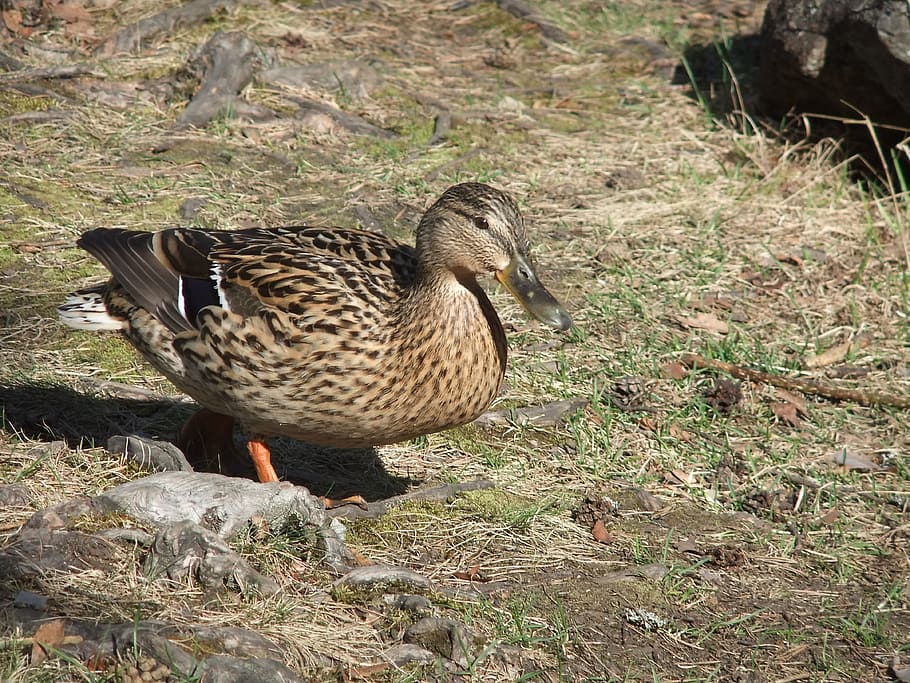 duck, earth, grass, animal wildlife, bird, vertebrate, animal themes HD wallpaper