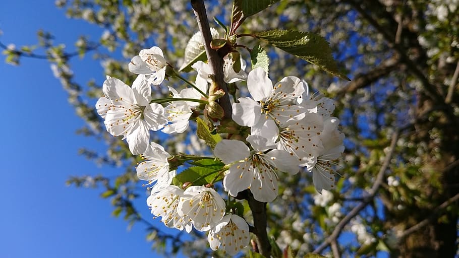spring, nature, bloom, bud, plant, spring flower, apple, apple tree flowers HD wallpaper