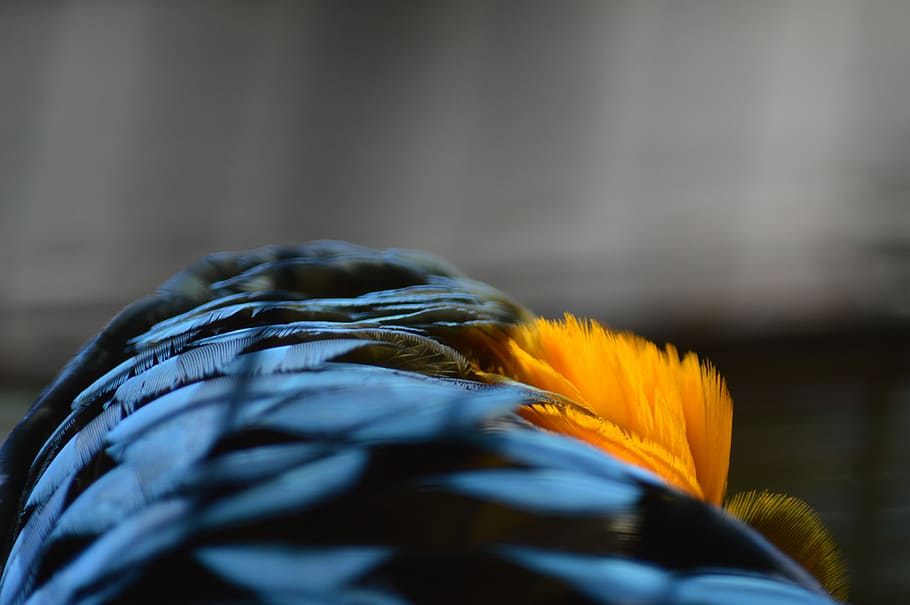 Feathers, blue and orange feather, bird, yellow, blue and yellow HD wallpaper