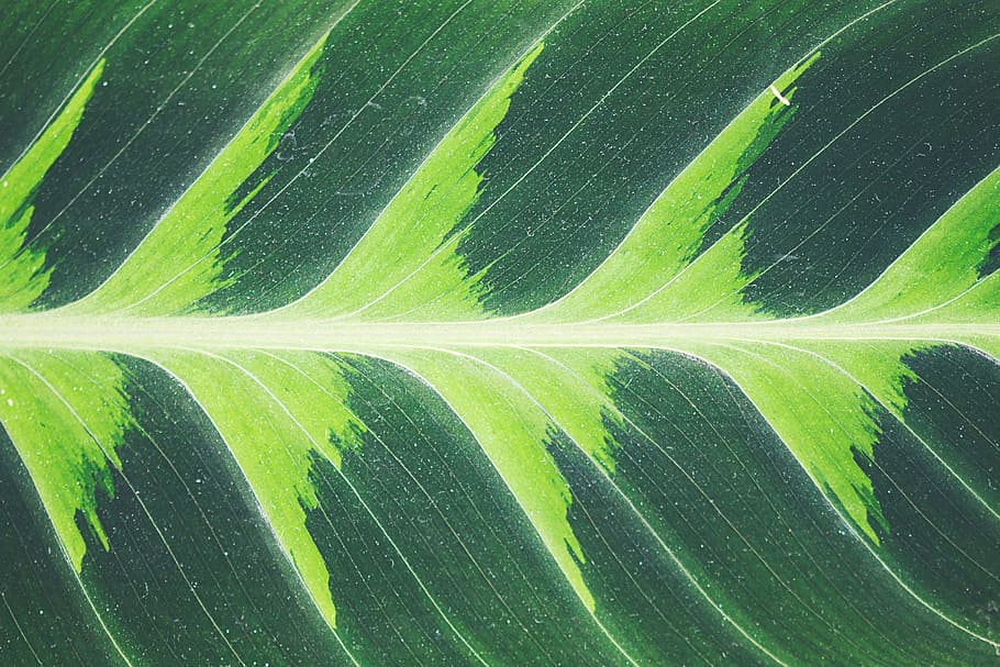green, leaf, plant, green color, full frame, plant part, backgrounds HD wallpaper