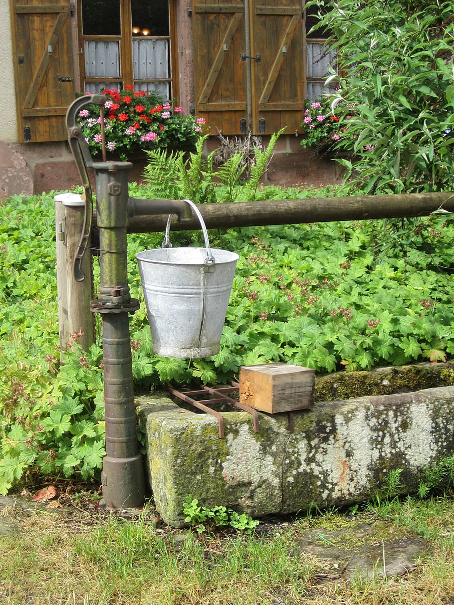 france, vosges, source, water, front yard, plant, growth, nature HD wallpaper