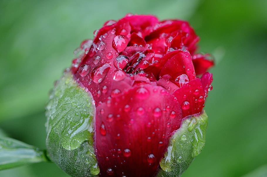 bud red rose flower with water dew, peony, rain, drip, raindrop HD wallpaper