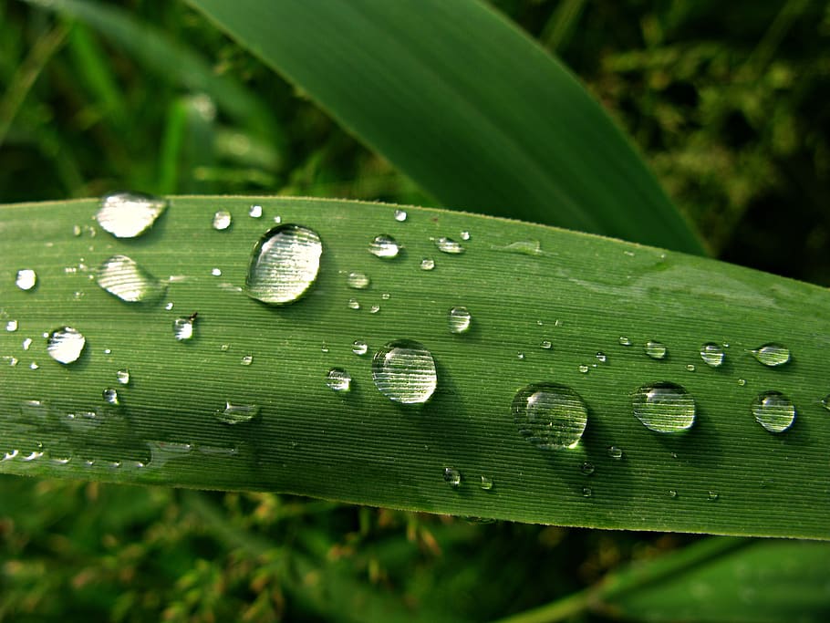 dew, water drop, rain drops, leaf, green, bright, green color HD wallpaper