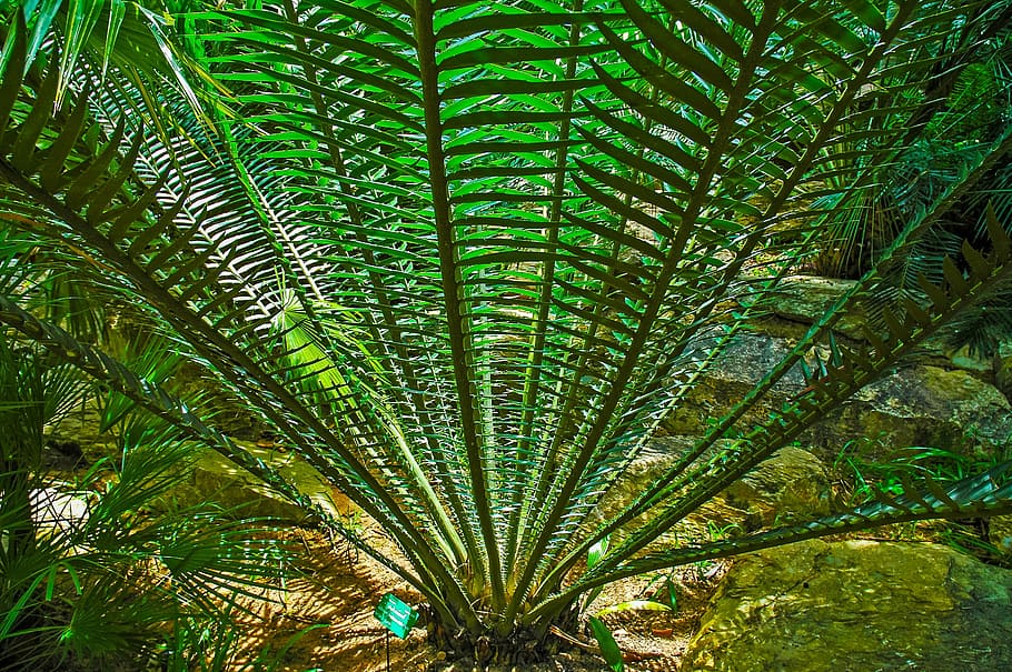 palm, prickly, green, growth, plant, green color, tree, leaf HD wallpaper