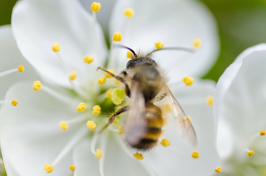 honey bee perching on white flower in close-up photography HD wallpaper