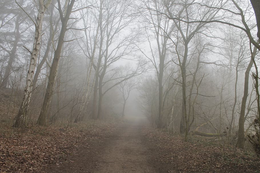 forest path, fog, trees, landscape, lane, direction, tranquility HD wallpaper