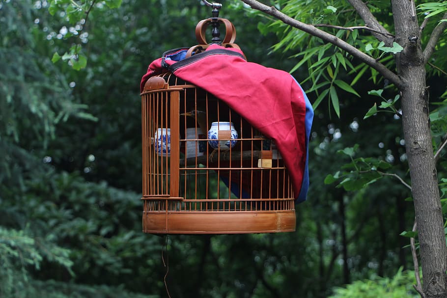 Professional photo of a beautiful decorative bird cage in front of  chinoiserie wallpaper