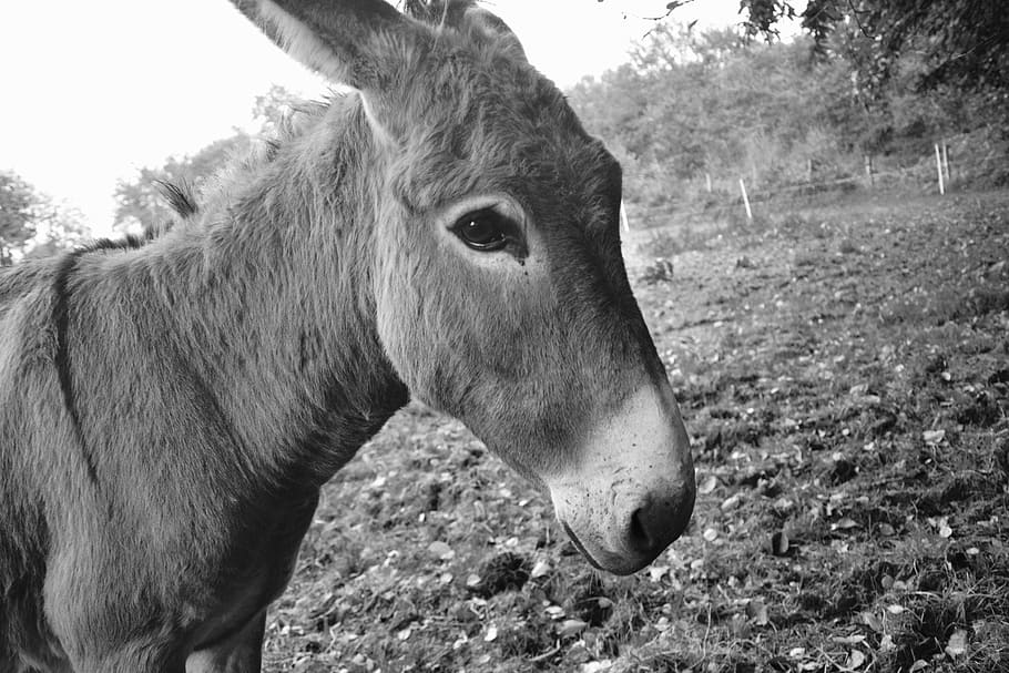 donkey, portrait, profile, photo black white, look, eye, ride horses, HD wallpaper