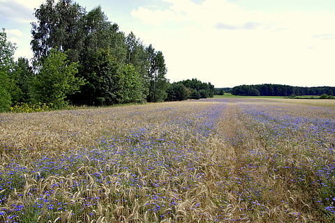 cornflower, bluebottle, field, rye, wheat, tree, green, nature HD wallpaper