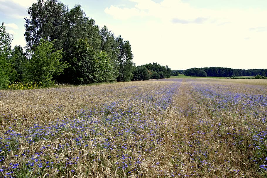 cornflower, bluebottle, field, rye, wheat, tree, green, nature HD wallpaper