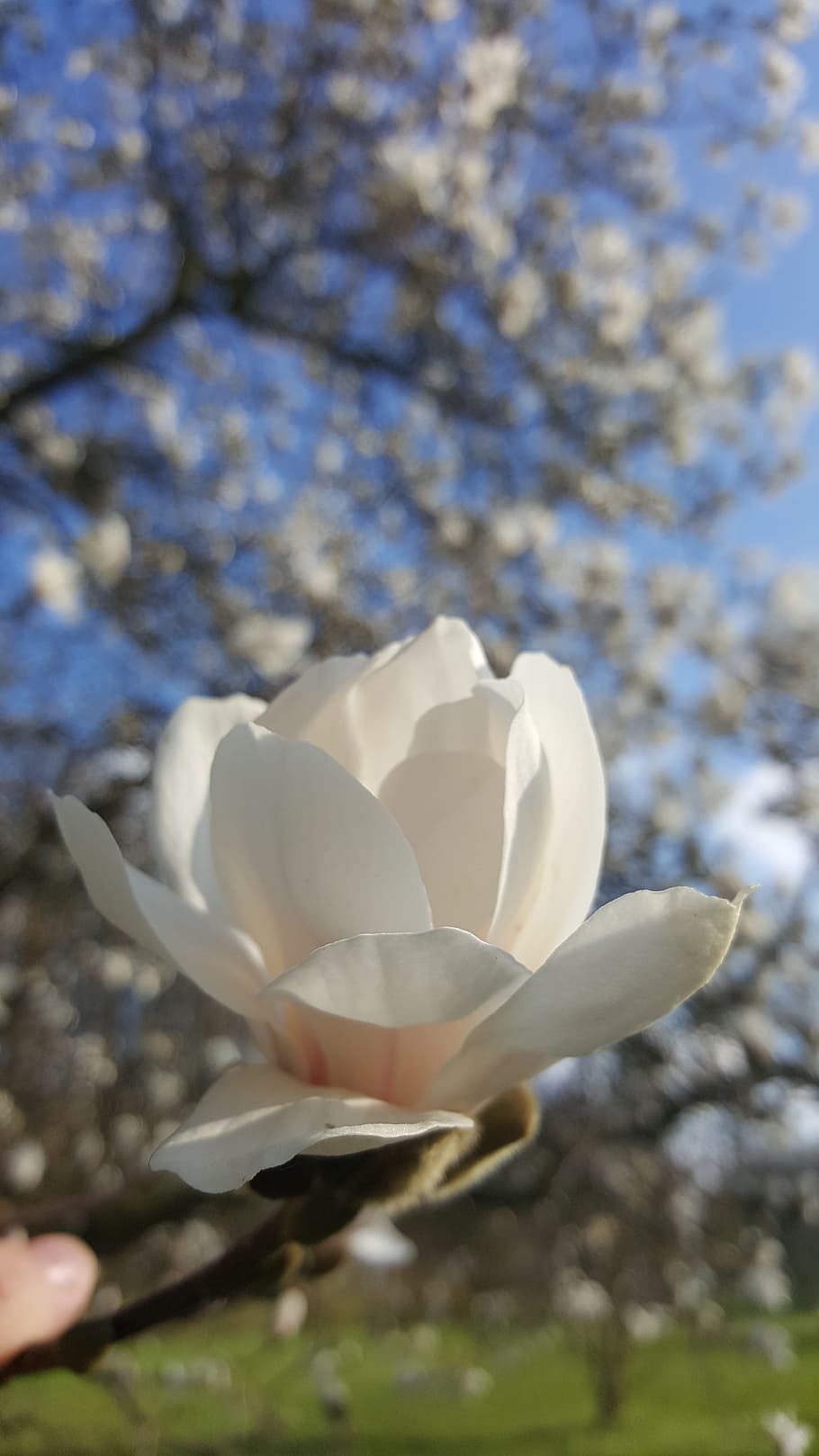 blossom, bloom, spring, white, close, white blossom, plant HD wallpaper