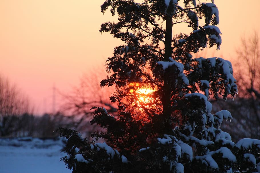 snow-covered tree with sunset background, black tree during sunset HD wallpaper