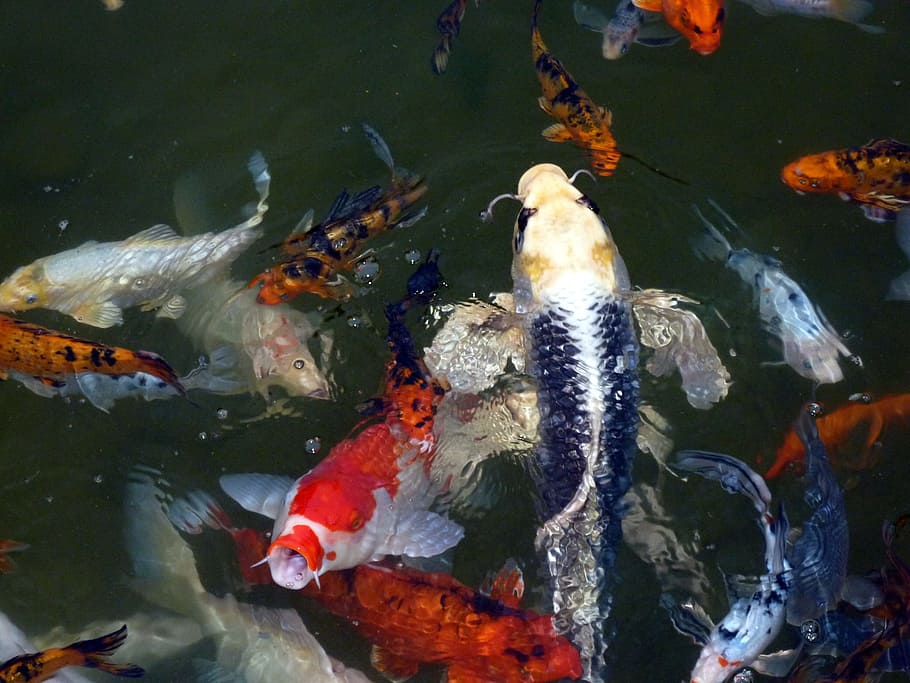 Fish, Animal, Swarm, Water, fish swarm, underwater, marine, HD wallpaper