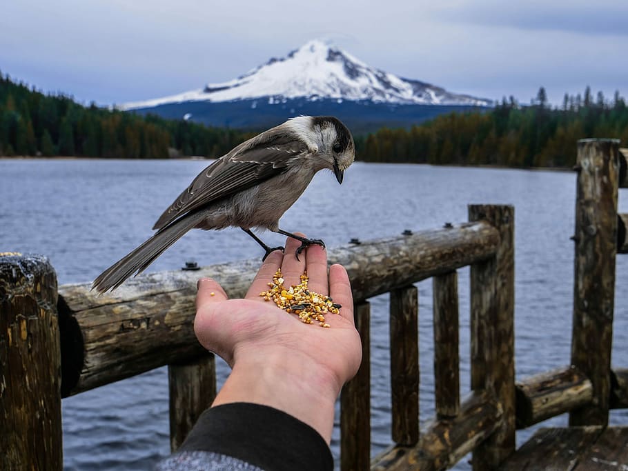 man feeding gray bird on hand, gray bird on person's hand, seeds HD wallpaper