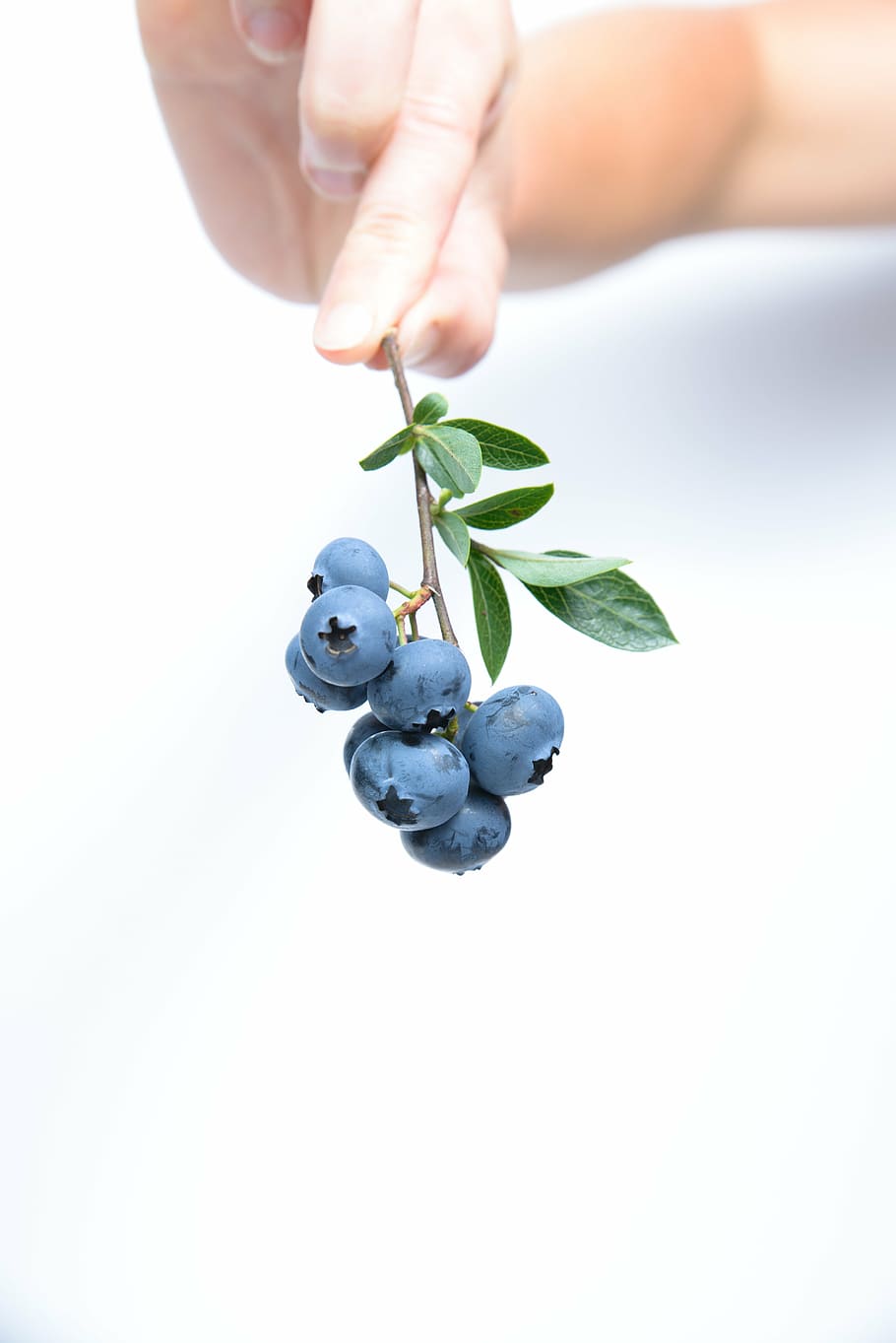person holding blue berry, blueberry, fruit, human hand, human body part HD wallpaper
