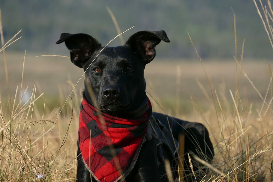 dog with scarf