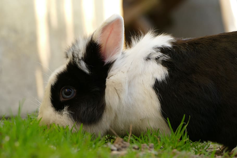 Grass, Easter, Nature, Rabbit, bunny, tender, ears, pets, domestic animals HD wallpaper