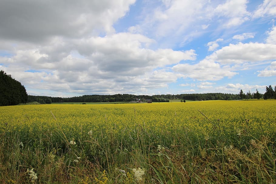 summer, grain, clouds, rapeseed, field, landscape, agriculture HD wallpaper