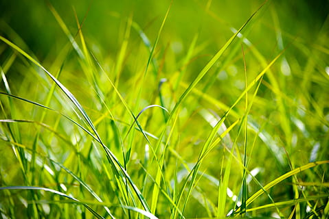 selective focus photography of green grass blades, field, the background HD wallpaper