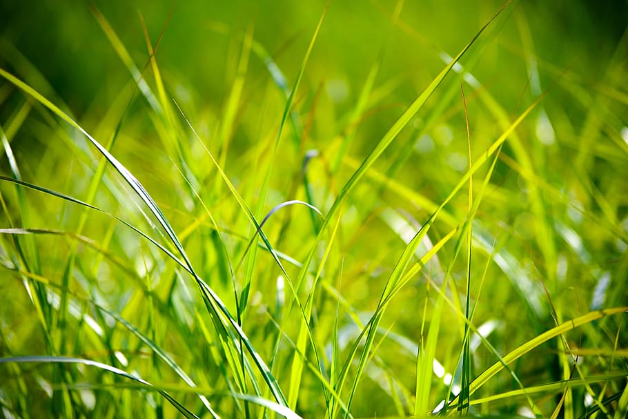 selective focus photography of green grass blades, field, the background HD wallpaper