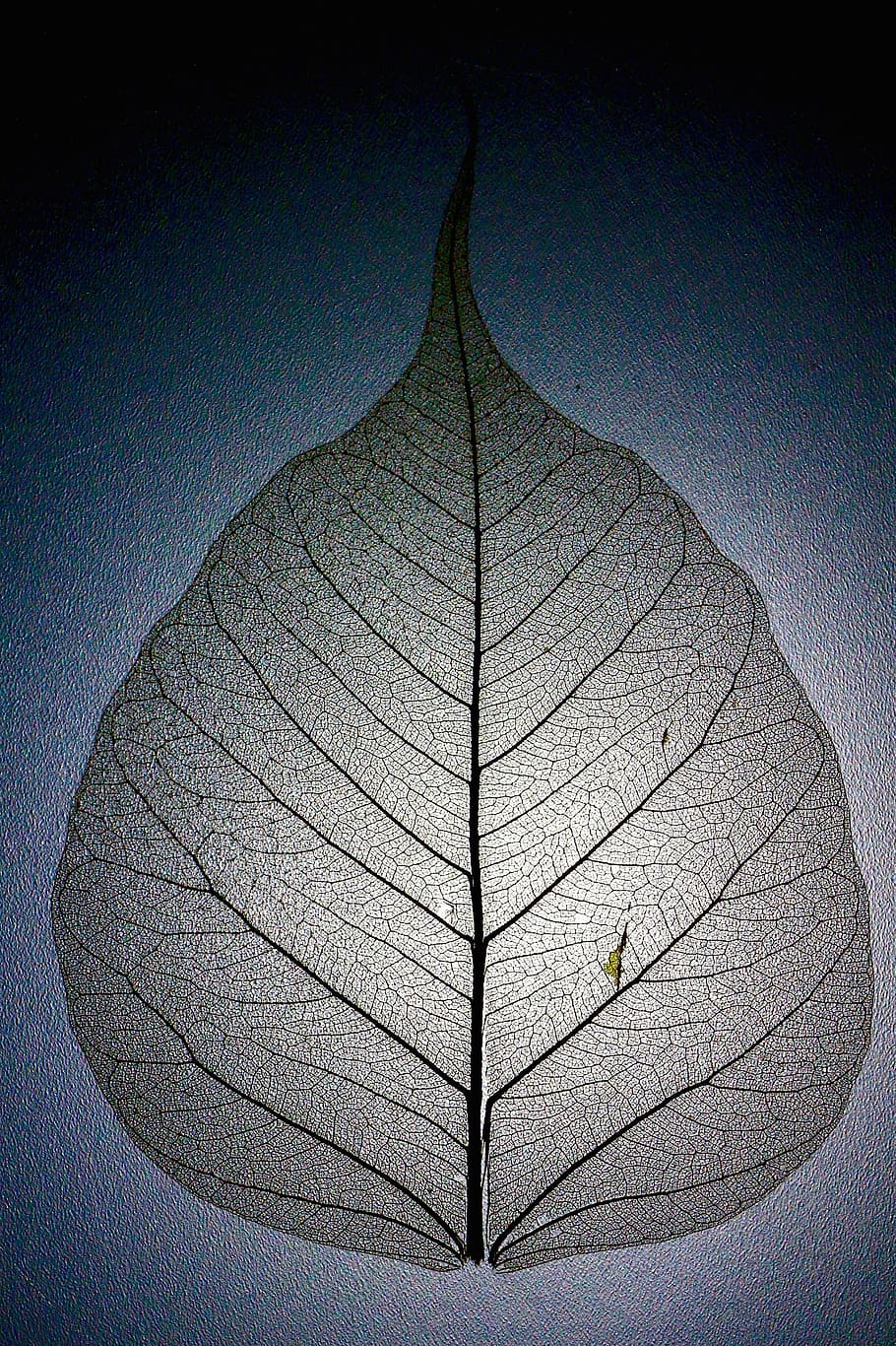 gray leaf decor, leaf structure, leaf veins, pattern, branches HD wallpaper