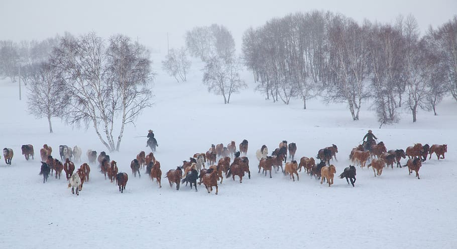 herd of horse running on winter, group, snow, horses, cold temperature HD wallpaper