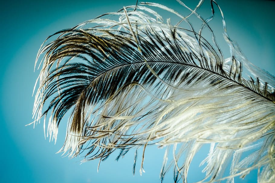 white and black feather, strauss spring, ease, close, bird feather HD wallpaper