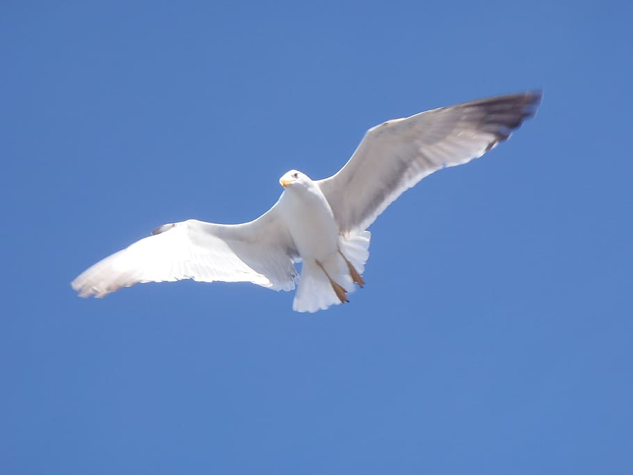 Bird, Seagull, Fly, flying, animal Wing, nature, sky, blue HD wallpaper