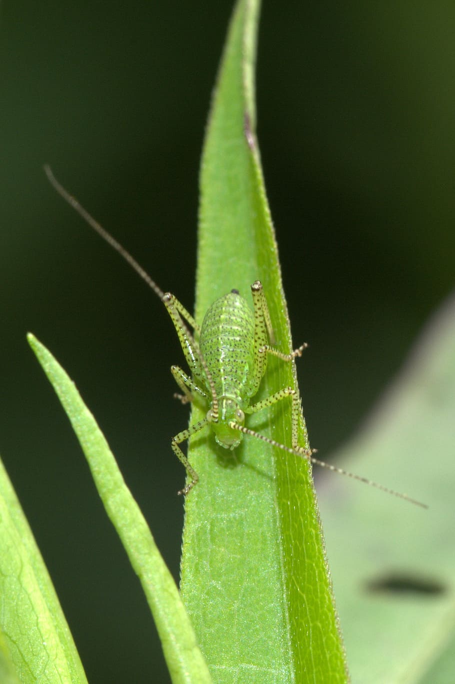 viridissima, deciduous locust, insect, close, macro, green HD wallpaper
