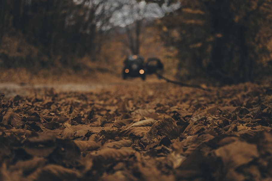 selective focus photography of brown leaves, brown leaves on road HD wallpaper