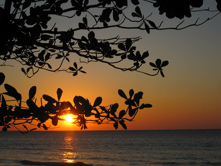 sunset, tree, silhouette, water, evening, ocean, paradise, sea HD wallpaper
