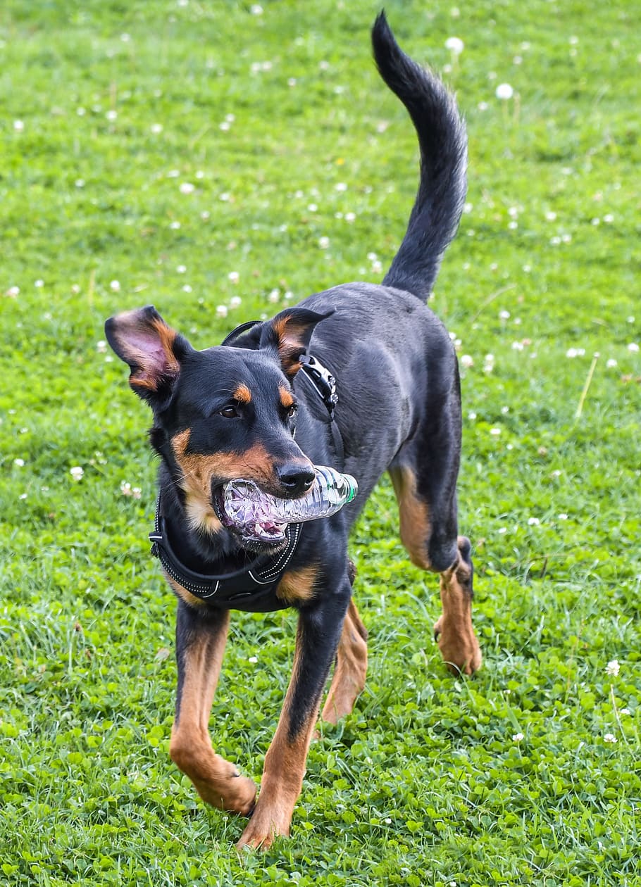 dog, beauceron, play, grass, canine, domestic animals, pets, HD wallpaper