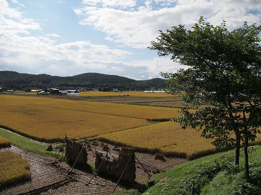 Yamada'S Rice Fields, Ear Of Rice, agriculture, farmer, grain, HD wallpaper
