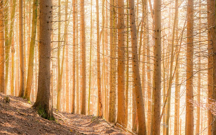 forest tall trees, bare forest, sunlight, sunbeam, tree silhouette HD wallpaper