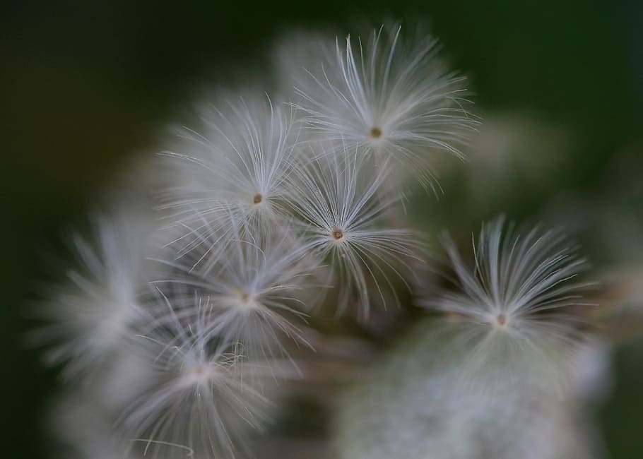 dandelion, down, white, delicate, plant, nature, freshness HD wallpaper
