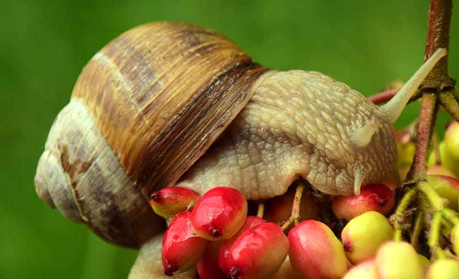 snail, crawl, shell, mollusk, slowly, nature, macro, close HD wallpaper