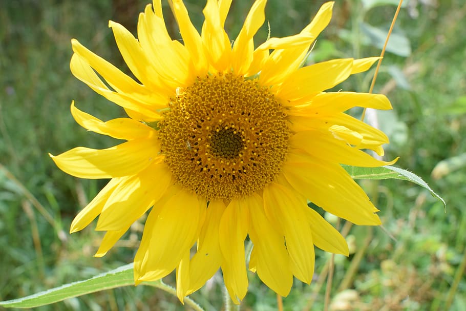 Sun Flower, Close, Blossom, Bloom, yellow, plant, nature, summer HD wallpaper