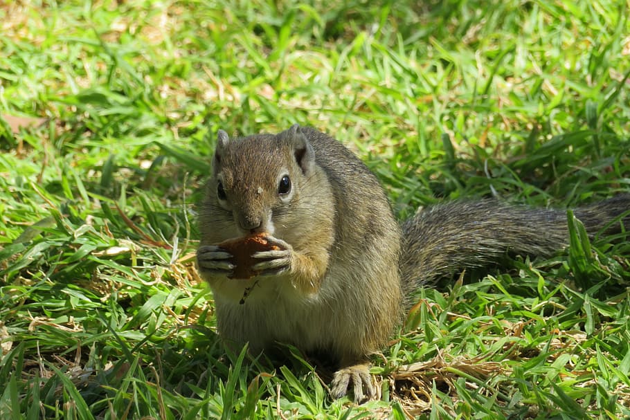 squirrel, cute, hazelnut, grey, trees, turf, eat, animal, nature HD wallpaper
