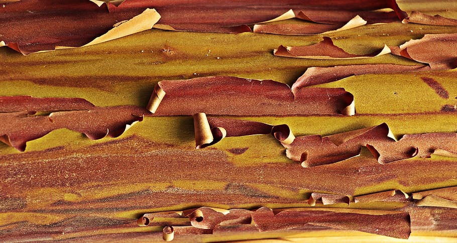 untitled, strawberry tree, strawberry tree-bark, tree bark HD wallpaper