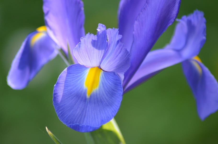 iris, flower, spring, nature, plants, fleuri, stamen, blue, HD wallpaper