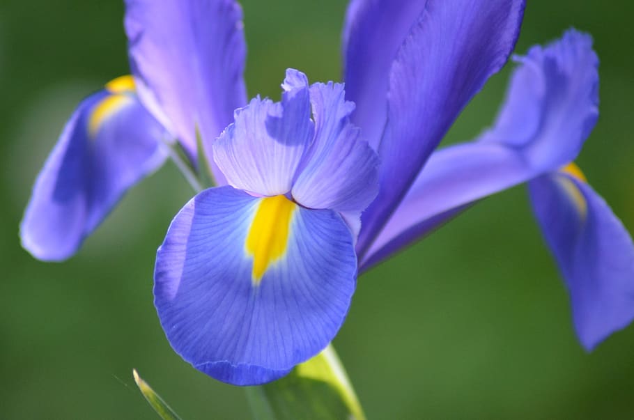 iris, flower, spring, nature, plants, fleuri, stamen, blue HD wallpaper